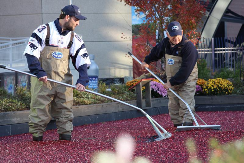 Welker rakes cranberries with an actual Ocean Spray cranberry farmer in an exhibit at Patriot Place.  There's over 2,000 pounds of cranberries in the make shift bog.  Patriots.com photo.  